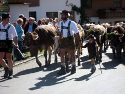 Viehscheid in Bolsterlang