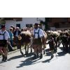 Viehscheid in...