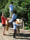 Turnen auf dem Pferd