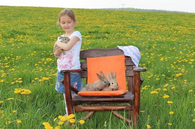 Kaninchen zum Streicheln Kaninchen zum Streicheln