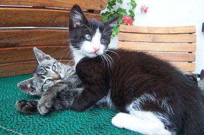 Schmusige Katzen Schmusige Katzen
