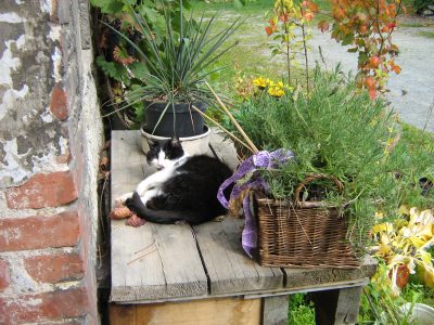 Hofkatze Hofkatze