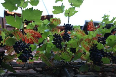 Wein im Innenhof Wein im Innenhof