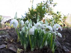 Forsthaus erwacht aus den Winterschlaf