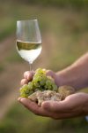 Urlaub im Weingut Barth