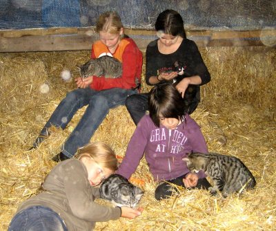 katzenkinder katzenkinder