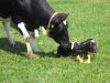 ein gerade geborenes Kalb