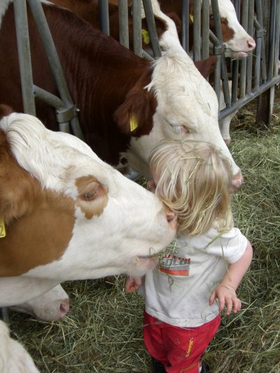 Kind bei Rindern Kind bei Rindern