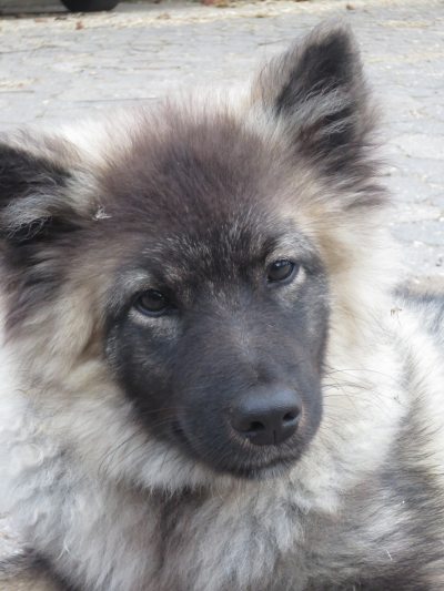 Hofhund Egon Hofhund Egon