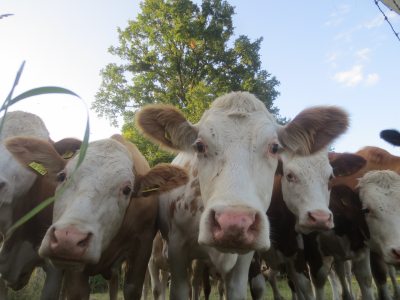 glückliche Rinder glückliche Rinder