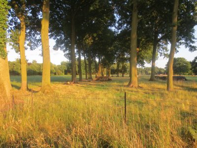 Waldblick Waldblick