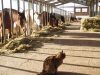 Offenstall Rumlerhof