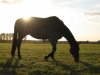 Pferd im Abendlicht