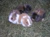 hasen
