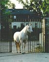hof-pferd