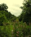 Gartenblick mit Stockrosen