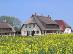 Rapsbl&uuml;te im Mai
