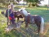 Pony streicheln