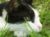 Hofkatze beim Entspannen