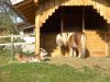 Pony Garfield