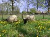 Heidschnucken