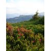 Alpenrosenbl�...