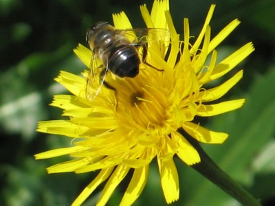 Frühlingsboten