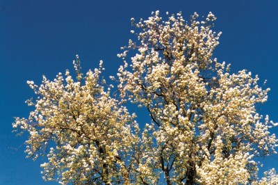 Frühling