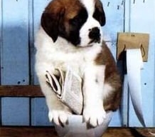 Hunde-Kloo