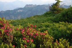 Alpenrosen-Blüte