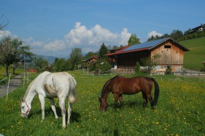 Auf der Koppel