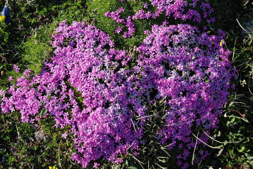 Blumen