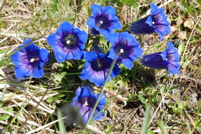 Blumen