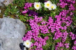 Blumen