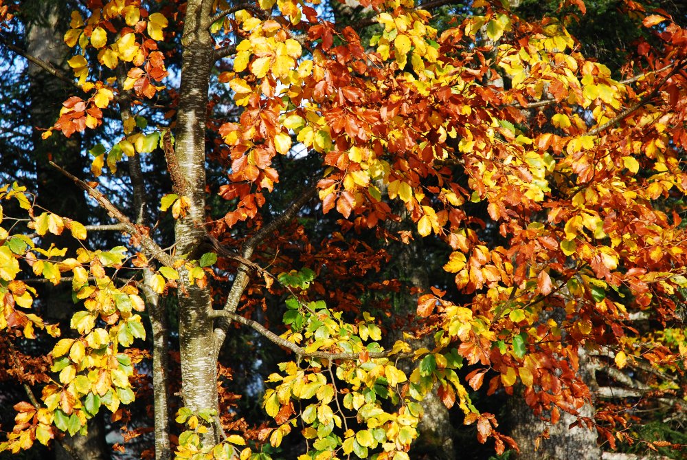 Herbstlaub