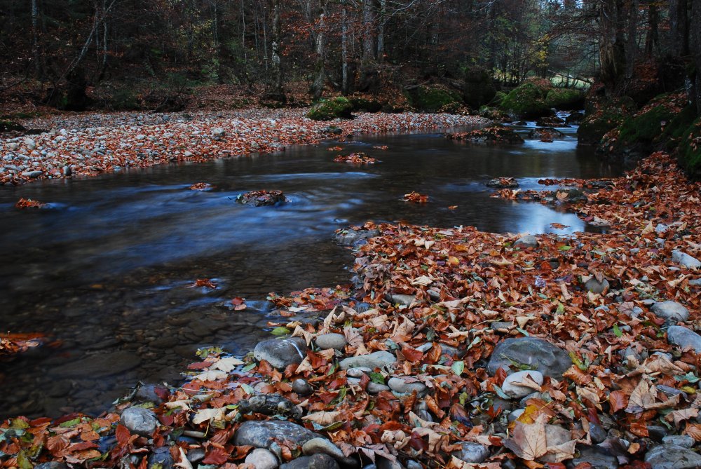 Herbstlaub an der Bolgenach