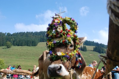 Kranzkuh
