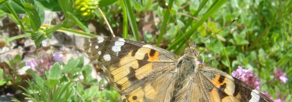 Schmetterling Header