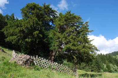 Alte Eibe