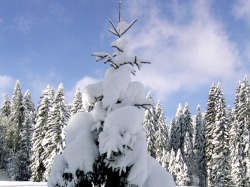 Verschneiter Baum