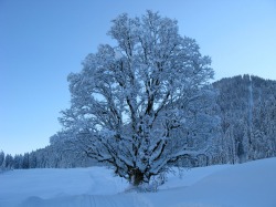 Verschneiter Baum