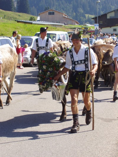 Kranzkuh Alpe Schwarzenberg