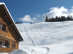 Alpe Fuchsschelpen