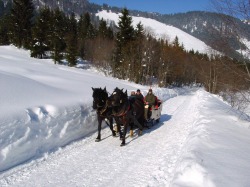 Pferdeschlittenfahrt Mit Gerhard und seinen Pferden gemütlich im Schlitten das Balderschwanger Tal erkunden.