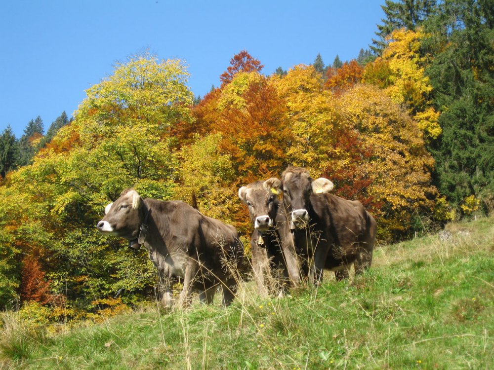 Kühe Herbst