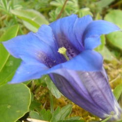Blumen