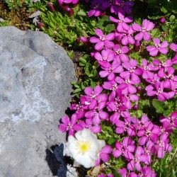 blumen_ausschnitt_1936x1936