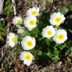 blumen_ausschnitt_1936x193684060