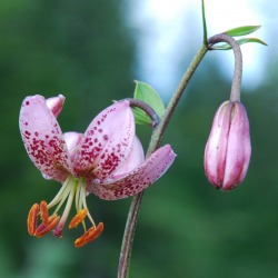 blumen_ausschnitt_1936x193684061