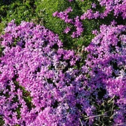 blumen_ausschnitt_350x350
